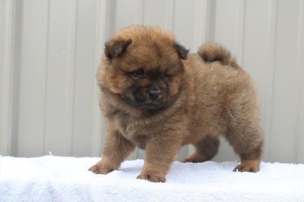 Chow Chow (M-N) 5207 Image #2