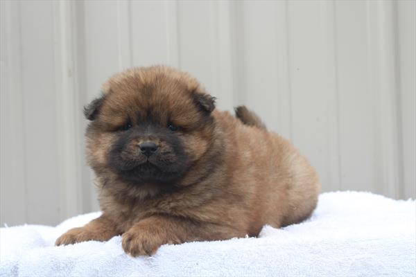 Chow Chow (F) 1852 Image #2