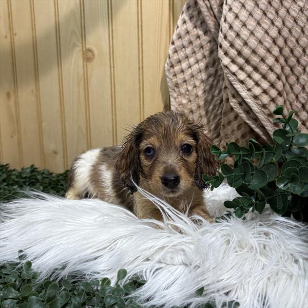 Dachshund - 5192 Image #1