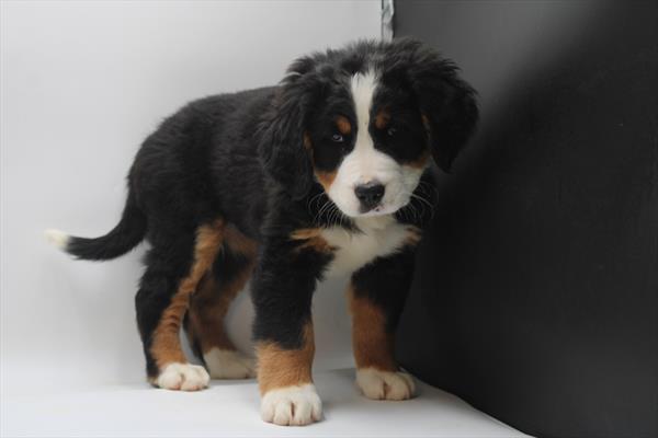 Bernese Mountain Dog (F) 5169 Image #2