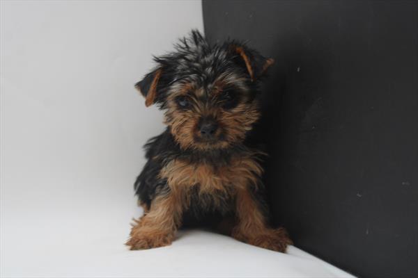 Yorkshire Terrier (F) 5192 Image #2