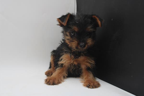 Yorkshire Terrier (M-N) 5191 Image #2