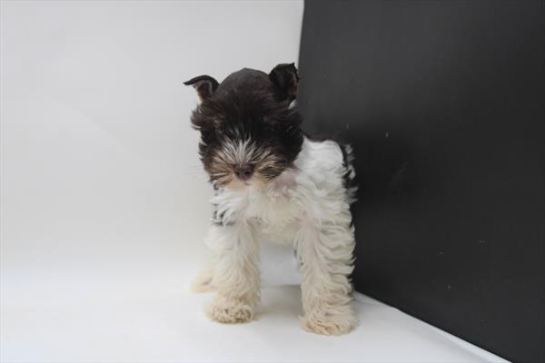 Miniature Schnauzer (F) 5177 Image #2