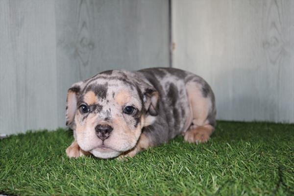 Bulldog Mini (F) 5179 Image #2