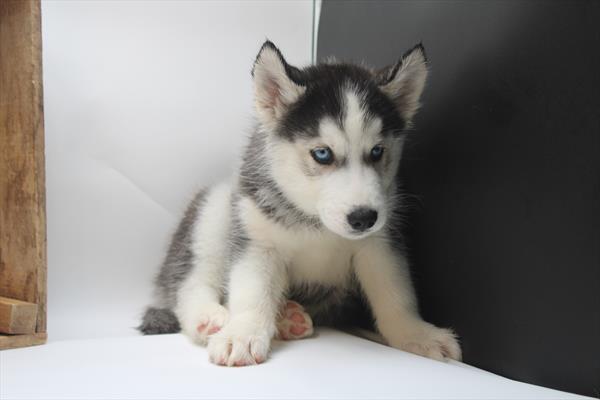 Siberian Husky (M) 5190 Image #2