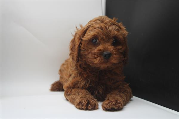 Cavapoo (M) 1843 Image #2