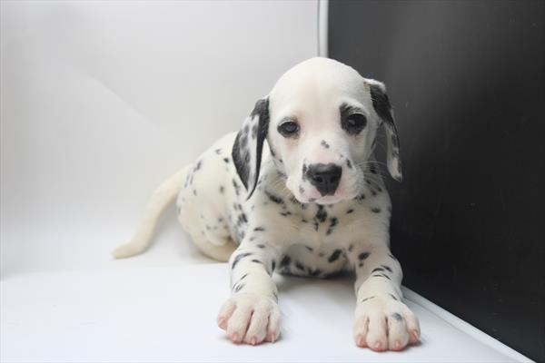 Dalmatian (F) 5189 Image #2