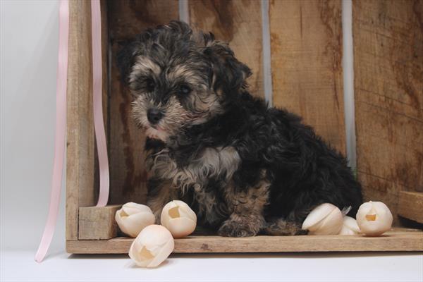 Morkie (M) 1845 Image #2