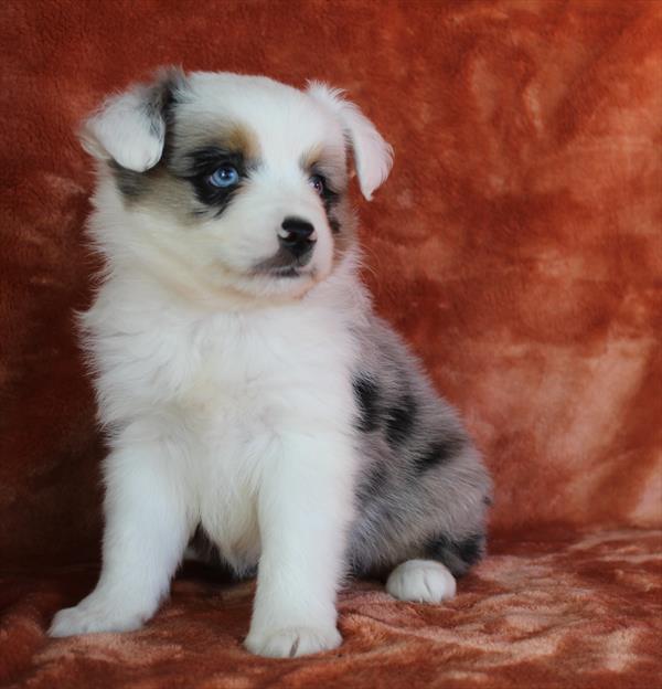 Toy Australian Shepherd (M) 5199 Image #2