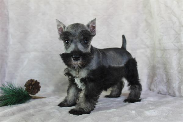 Miniature Schnauzer (M) 1848 Image #2