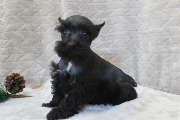 Miniature Schnauzer (M) 5204 Image #2