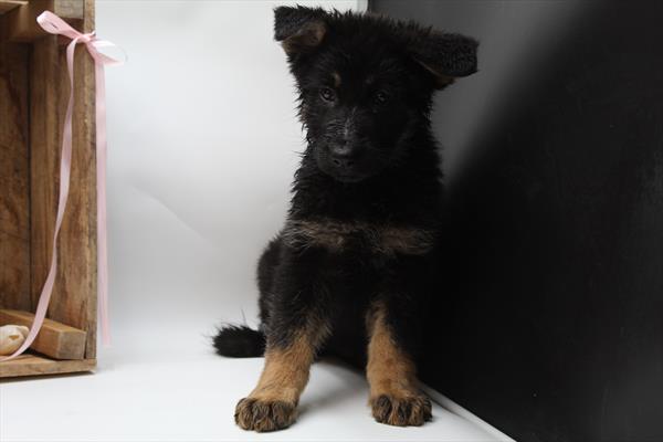 German Shepherd Dog (F) 5209 Image #2