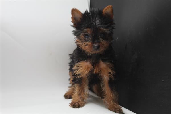 Yorkshire Terrier (F) 1856 Image #2