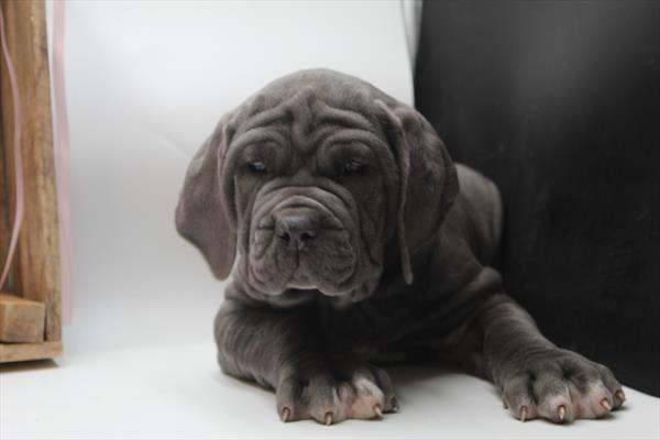Neapolitan Mastiff (M) 5210 Image #2