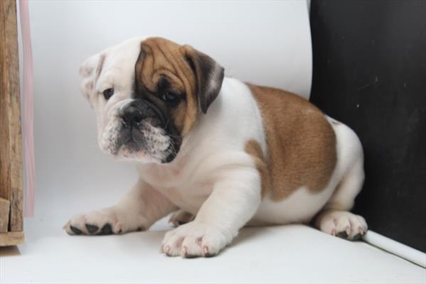 English Bulldog (M) 1853 Image #2