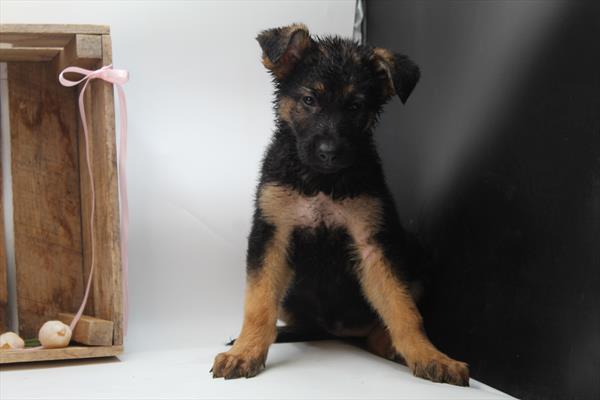 German Shepherd Dog (F) 1855 Image #2