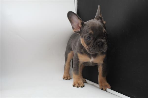 French Bulldog (F) 1854 Image #2