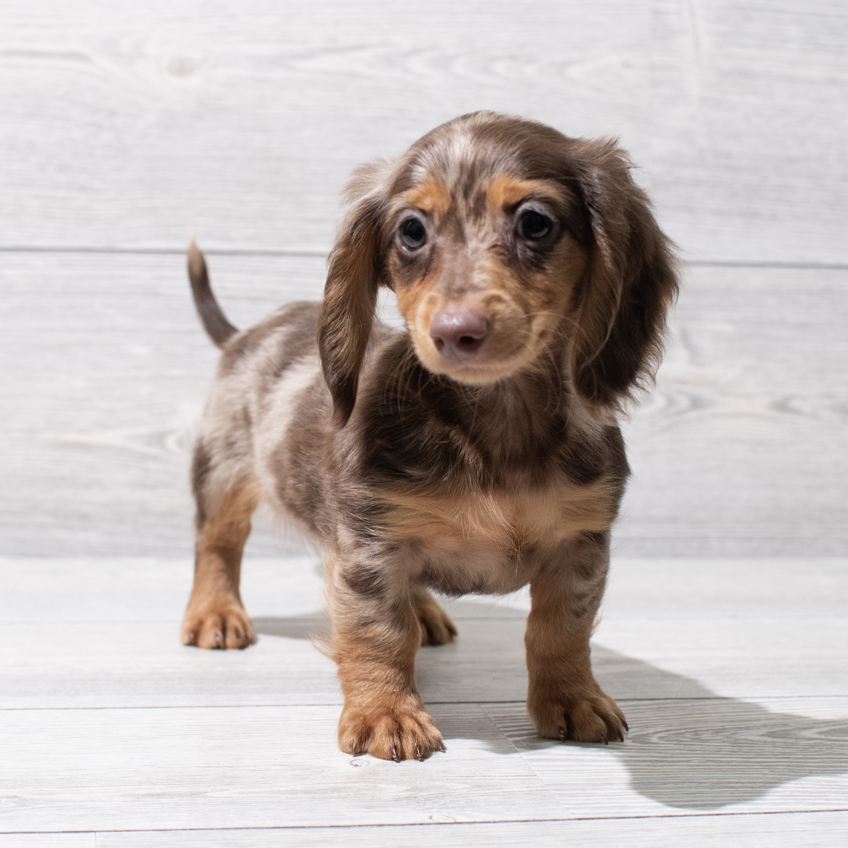 Dachshund (M) 5152 Image #1