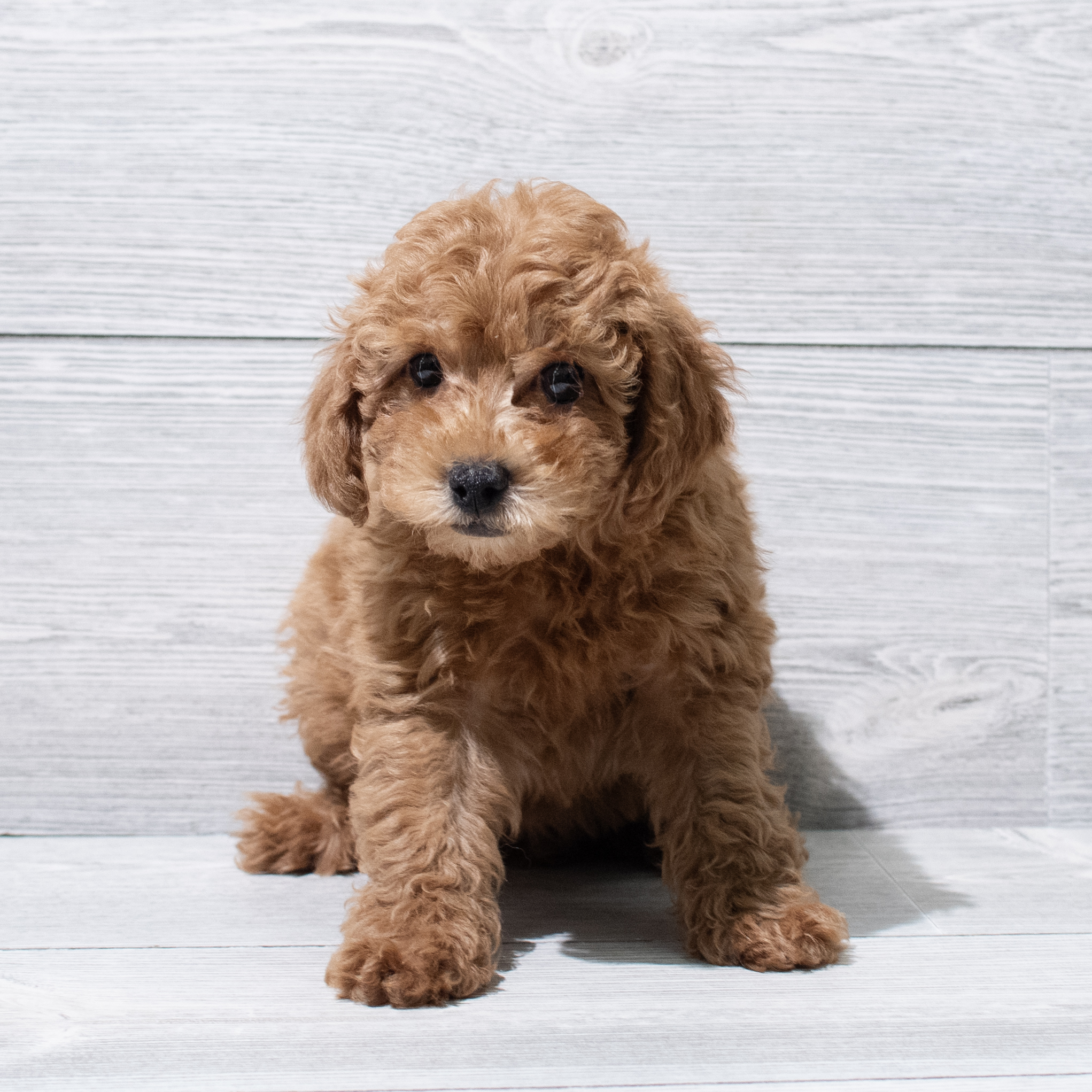 Poodle Mini (F) 5156 Image #1