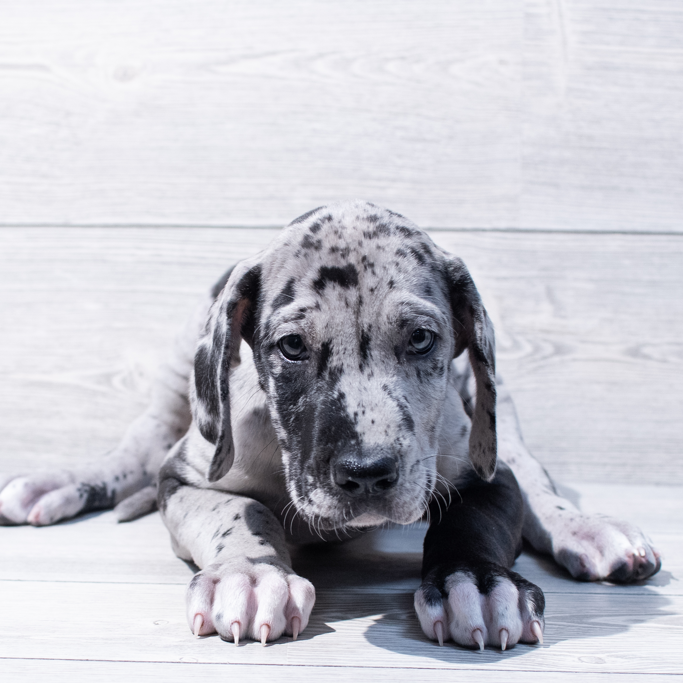 Great Dane (F) 1823 Image #1