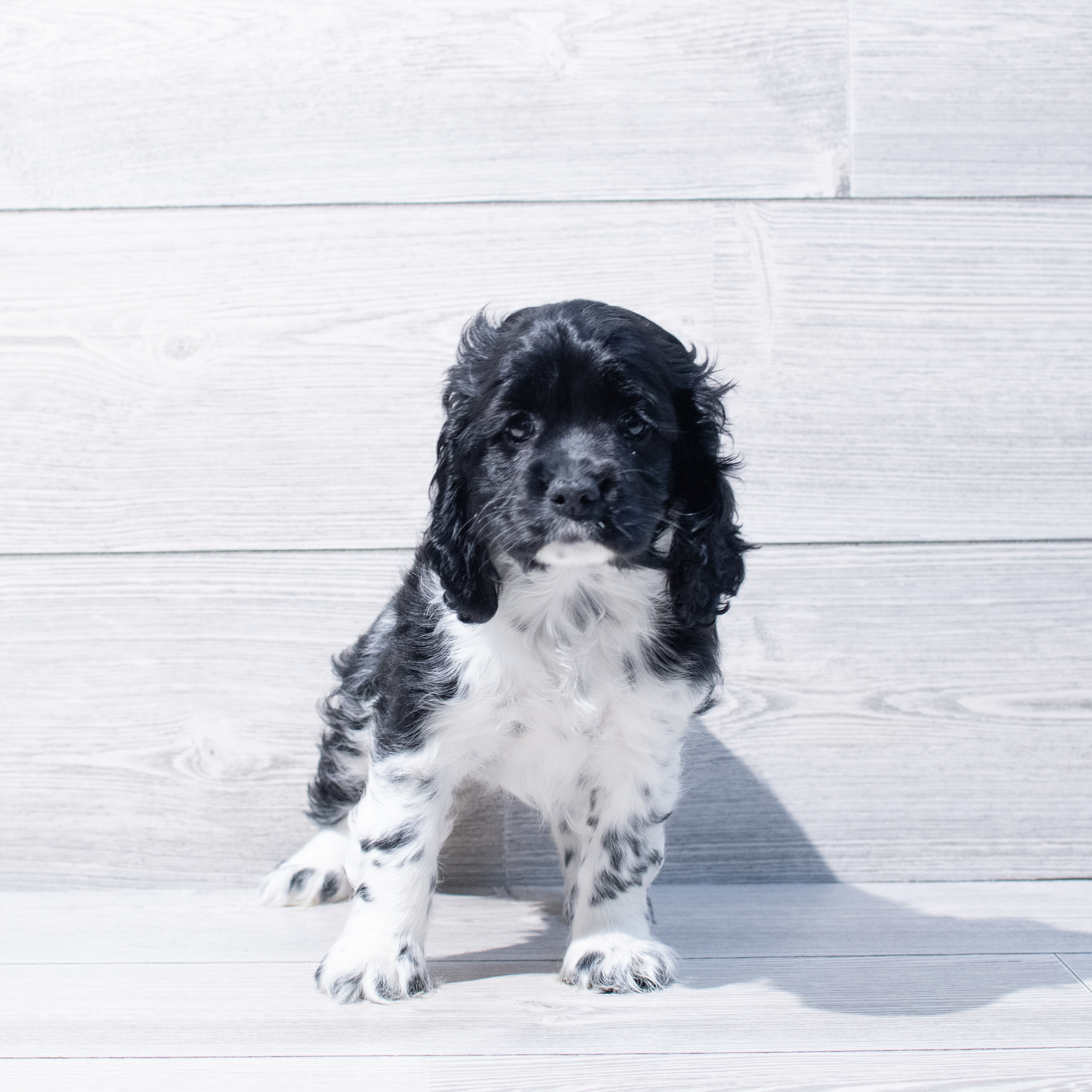 Cocker Spaniel (F) 1825 Image #1