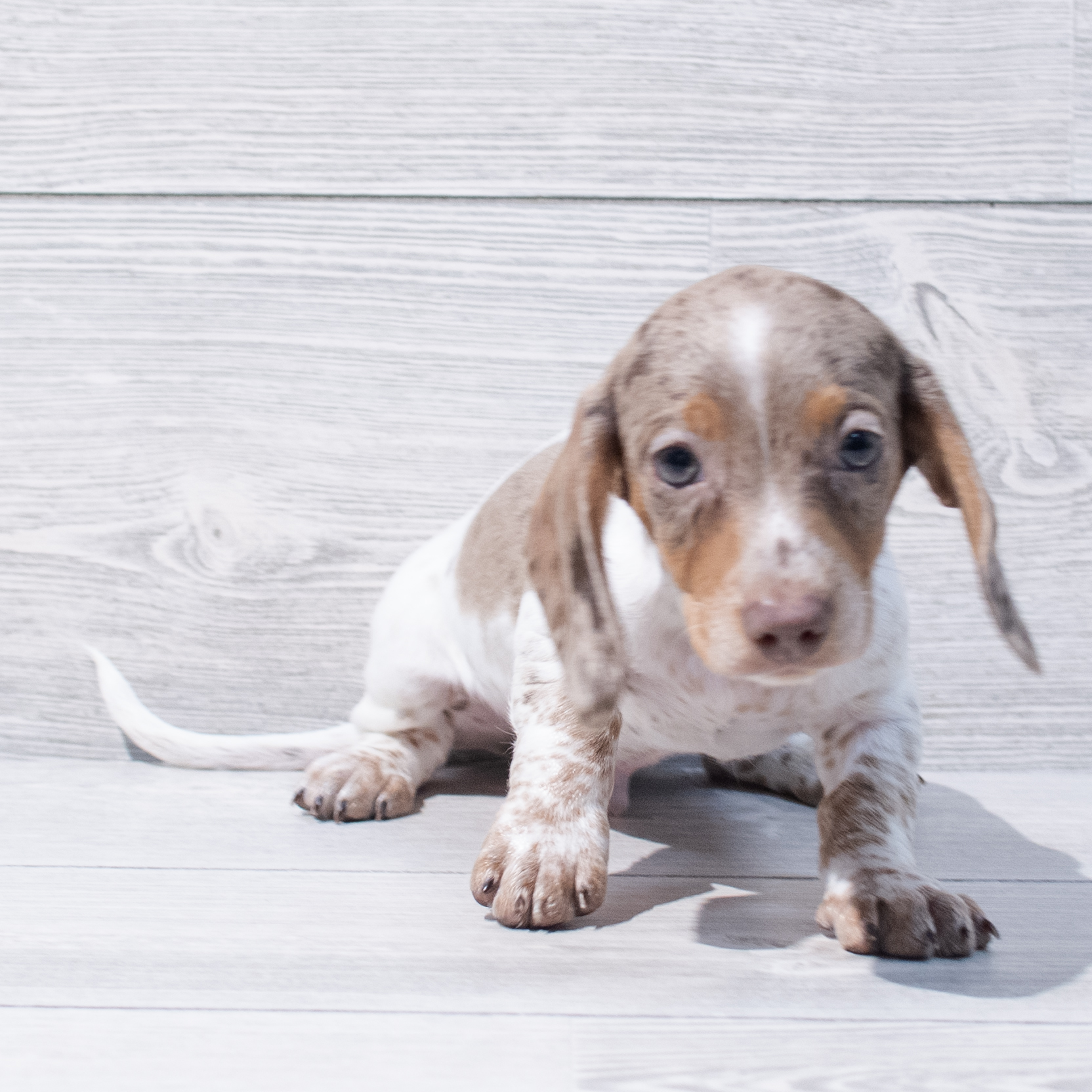 Dachshund (M) 1817 Image #1