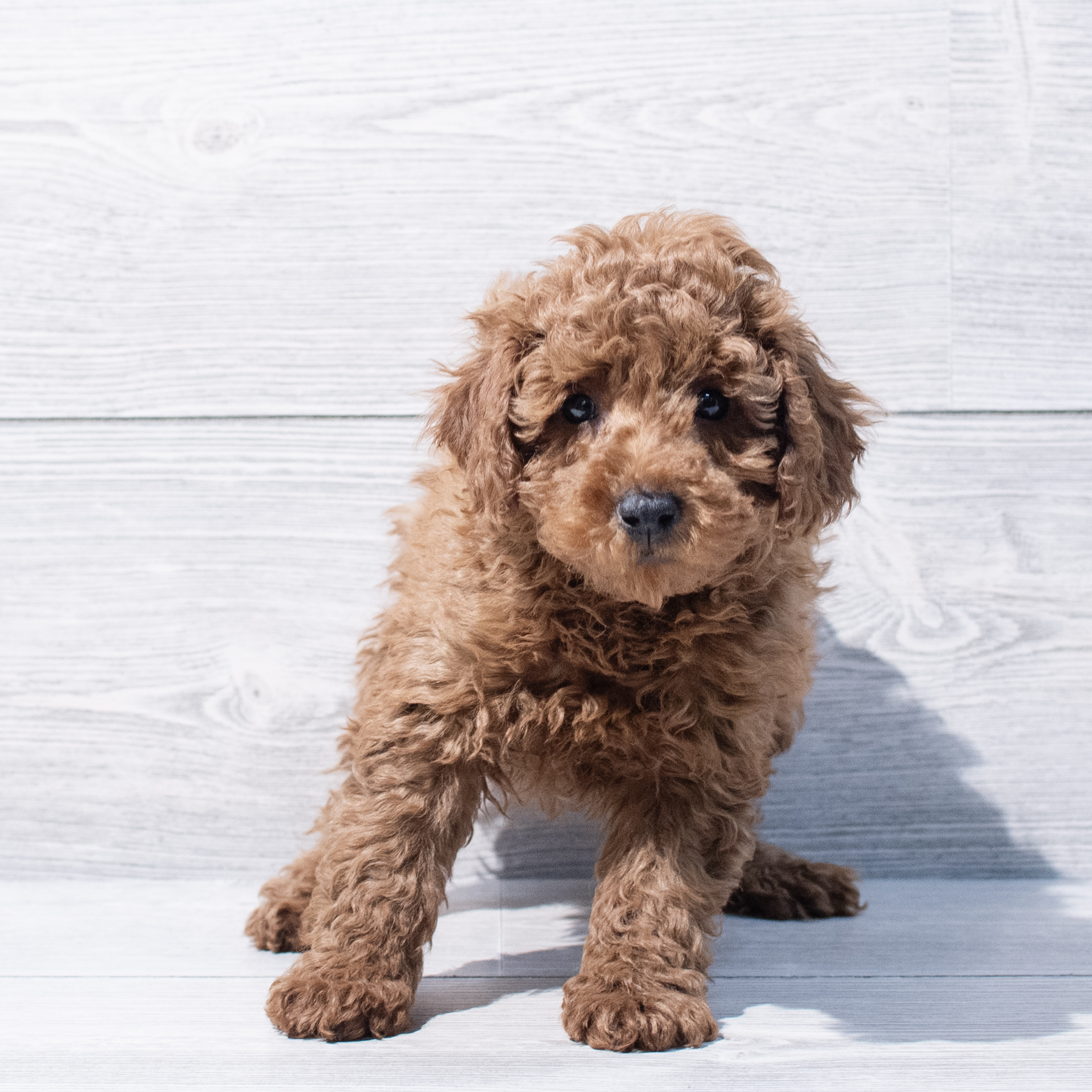 Poodle Mini (M-N) 1821 Image #1