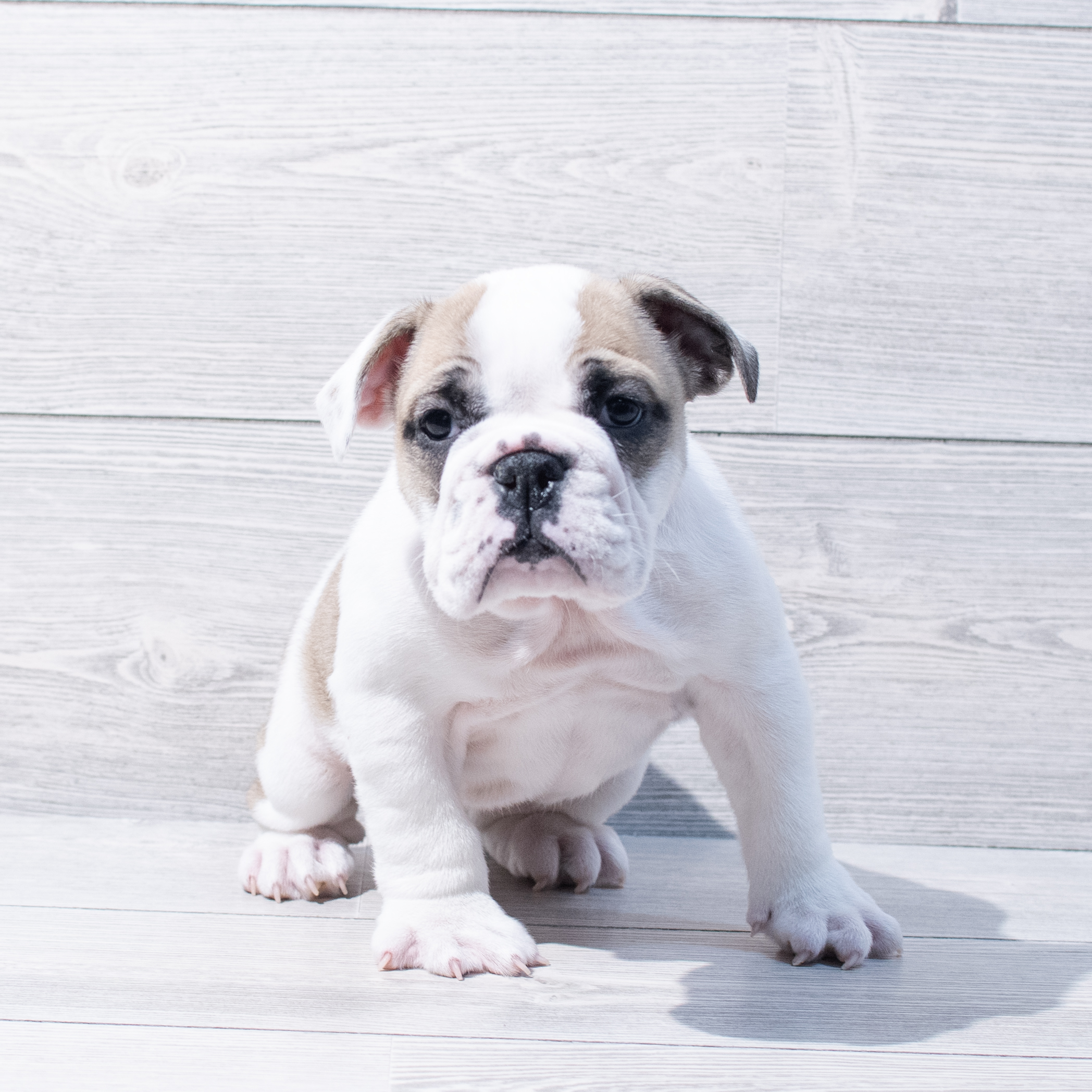 English Bulldog  (F) 1818 Image #1