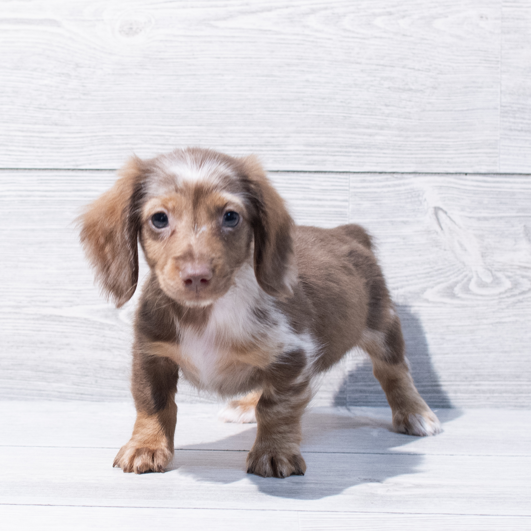 Dachshund (M) 1816 Image #1