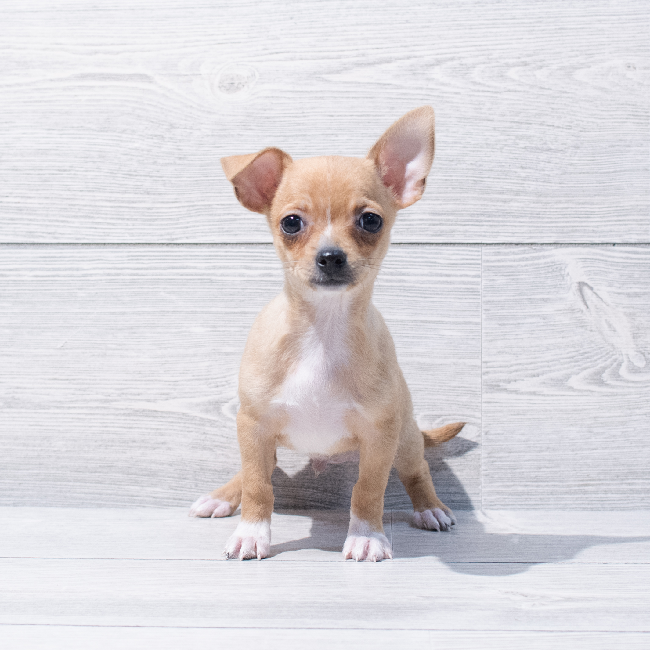 Chihuahua (M) 1815 Image #1