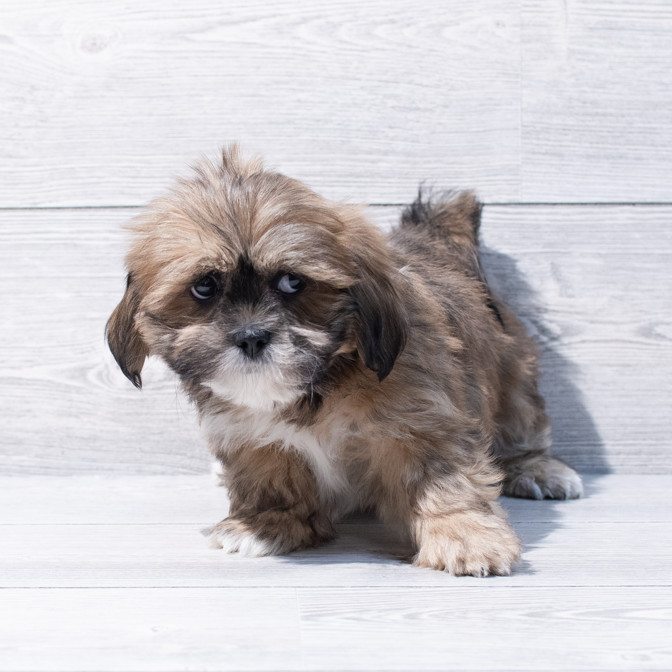 Lhasa Apso (M) 1819 Image #1
