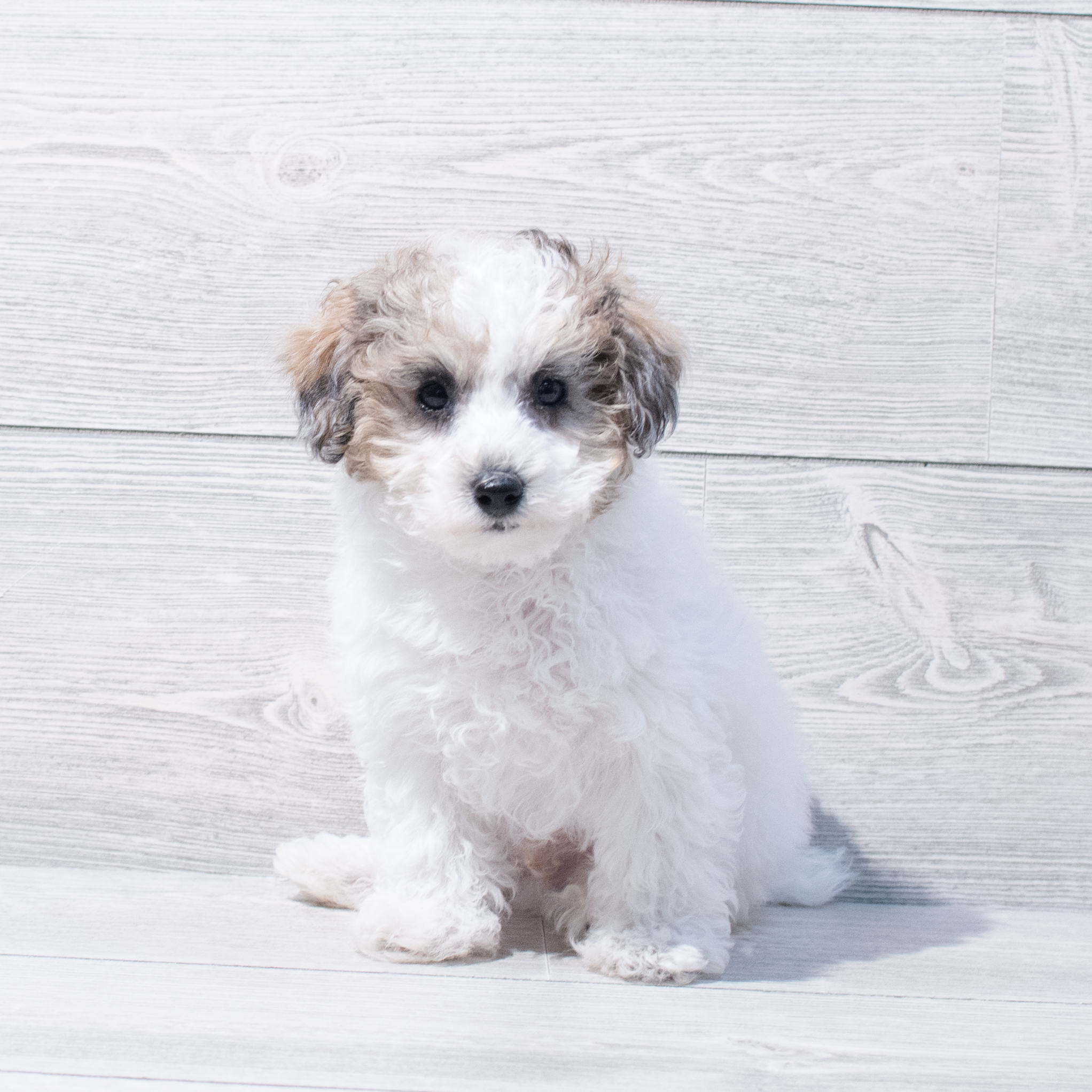 Poodle Mini (M) 1820 Image #1