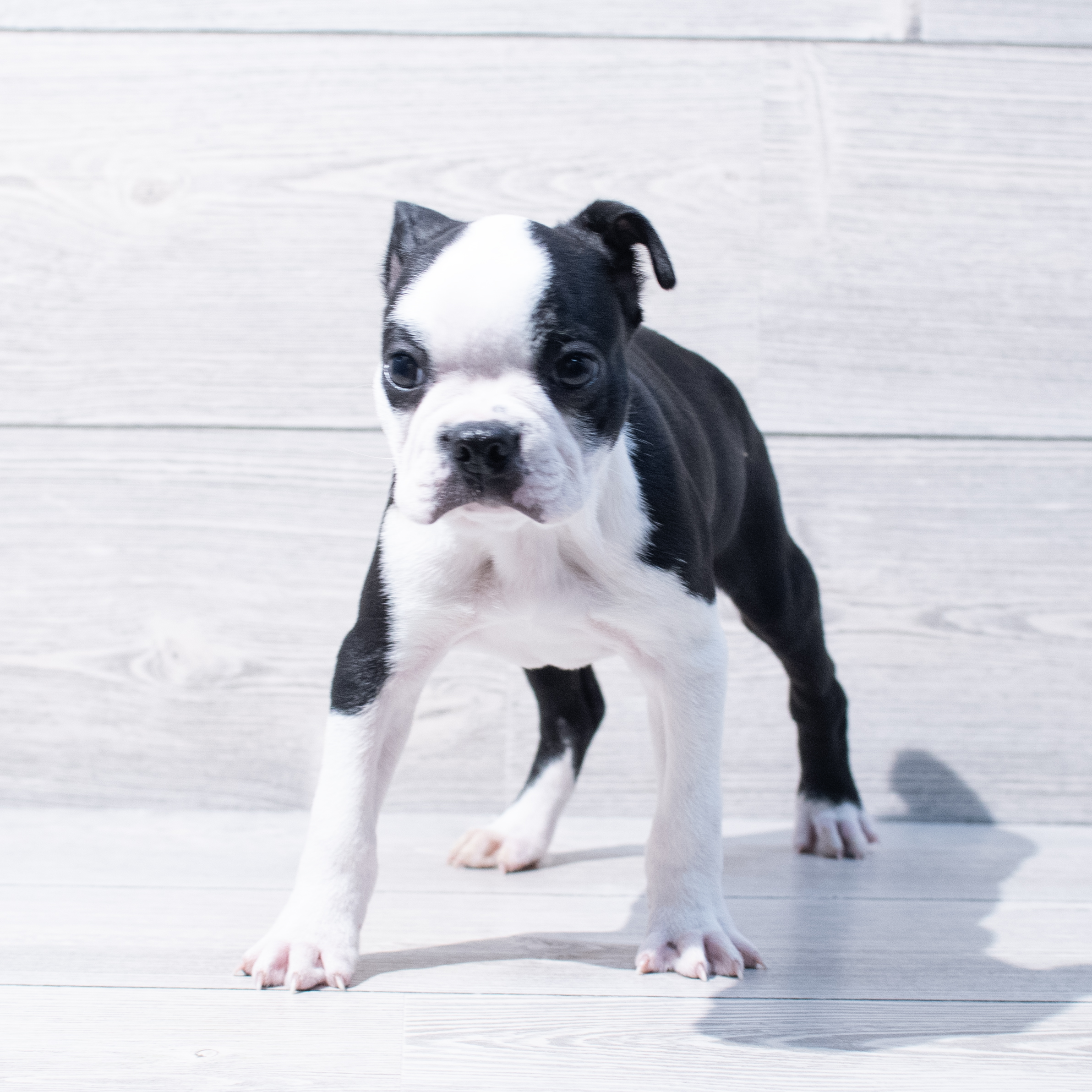 Boston Terrier (M) 1813 Image #1