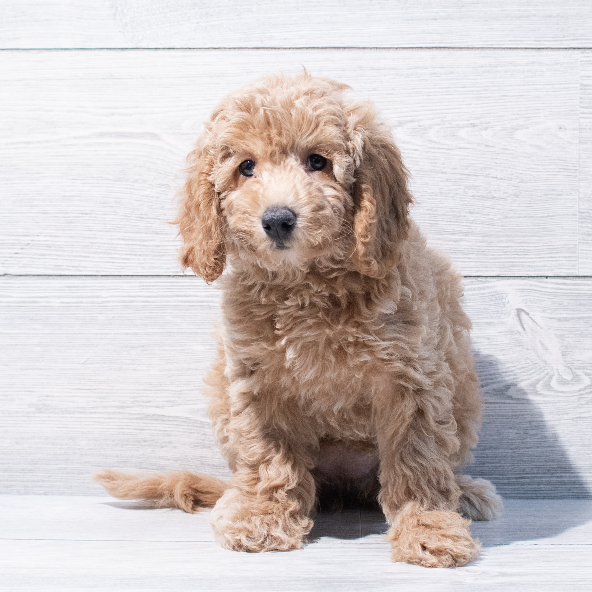 Cockapoo (F) 1824 Image #1