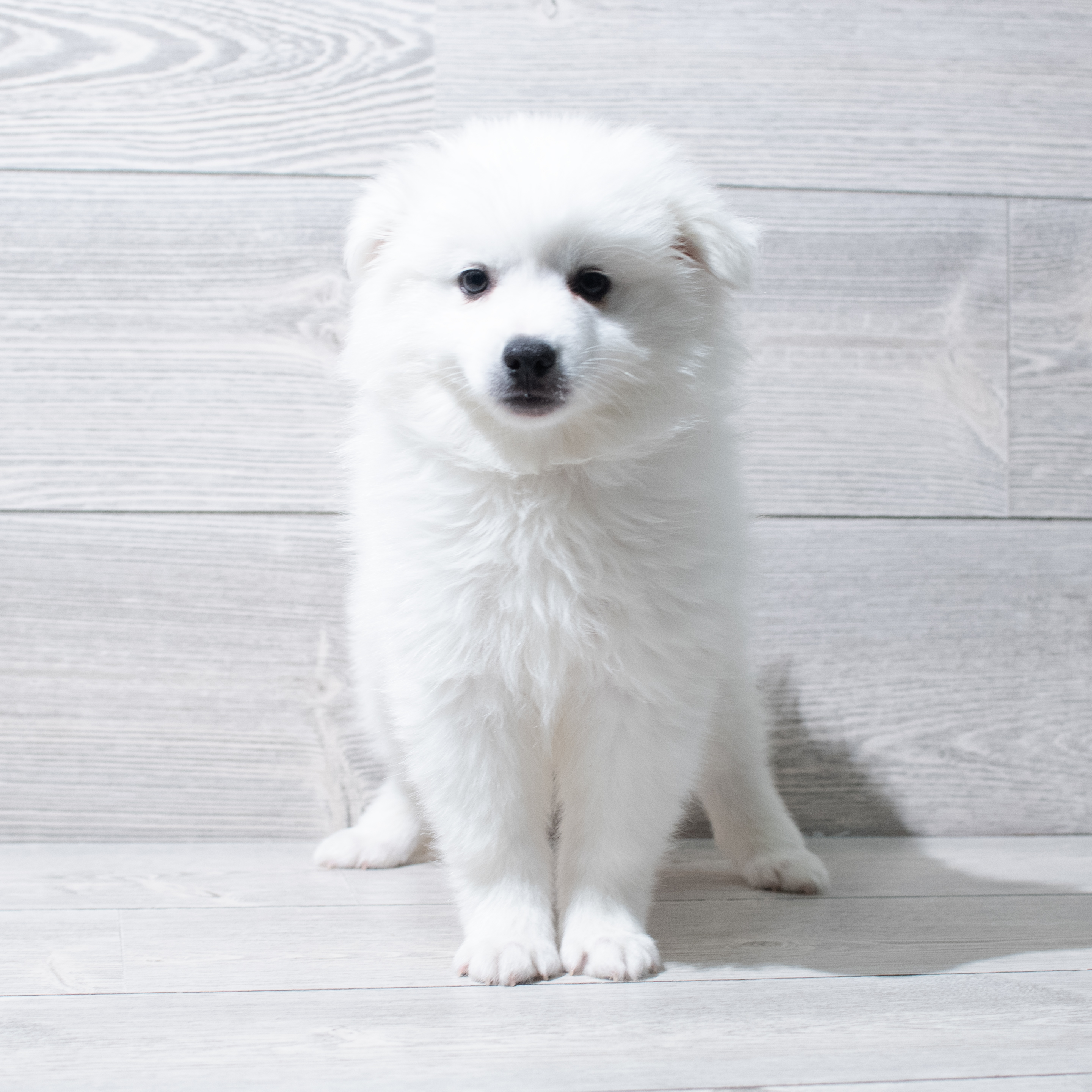 American Eskimo Dog (M) 5168 Image #1