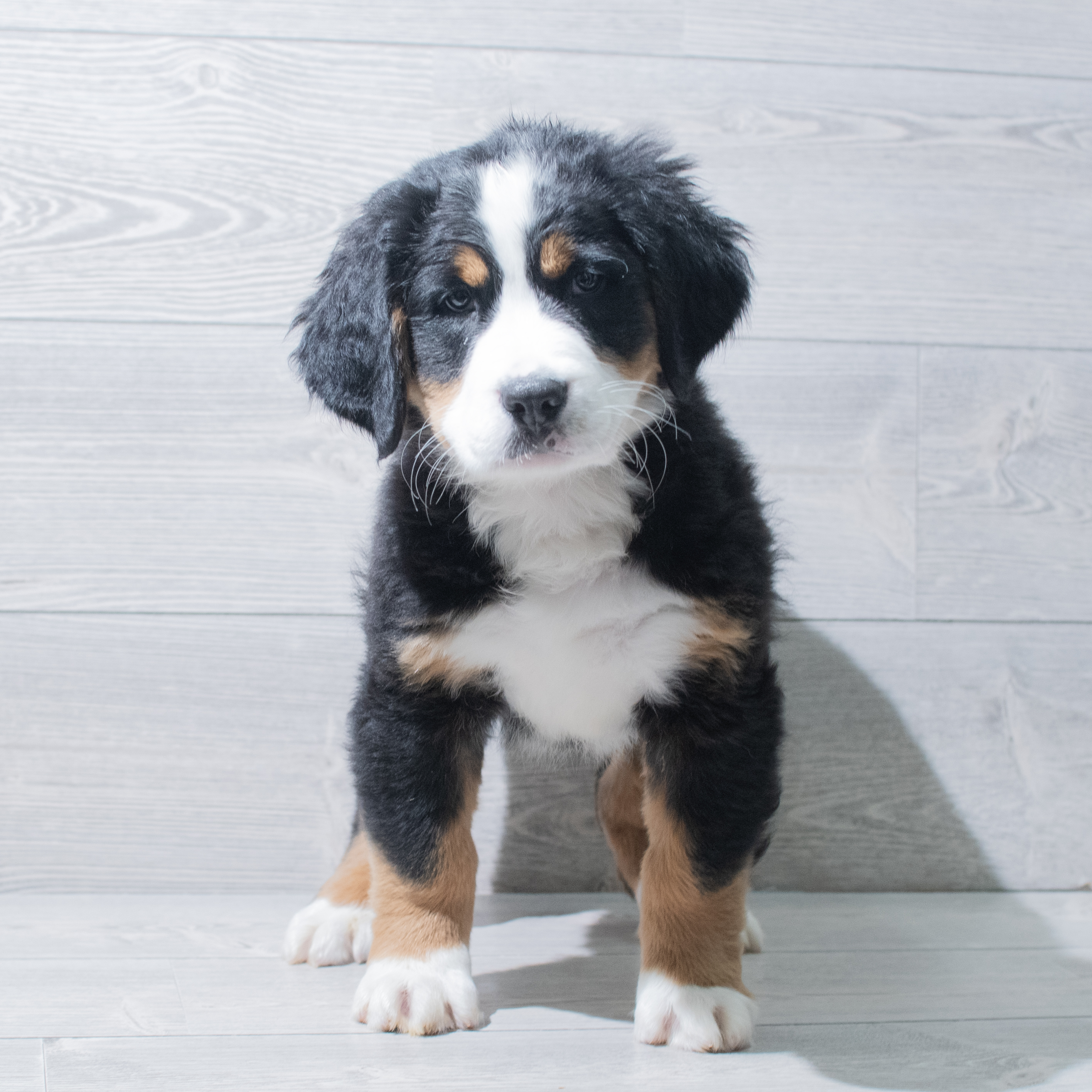 Bernese Mountain Dog (F) 5169 Image #1