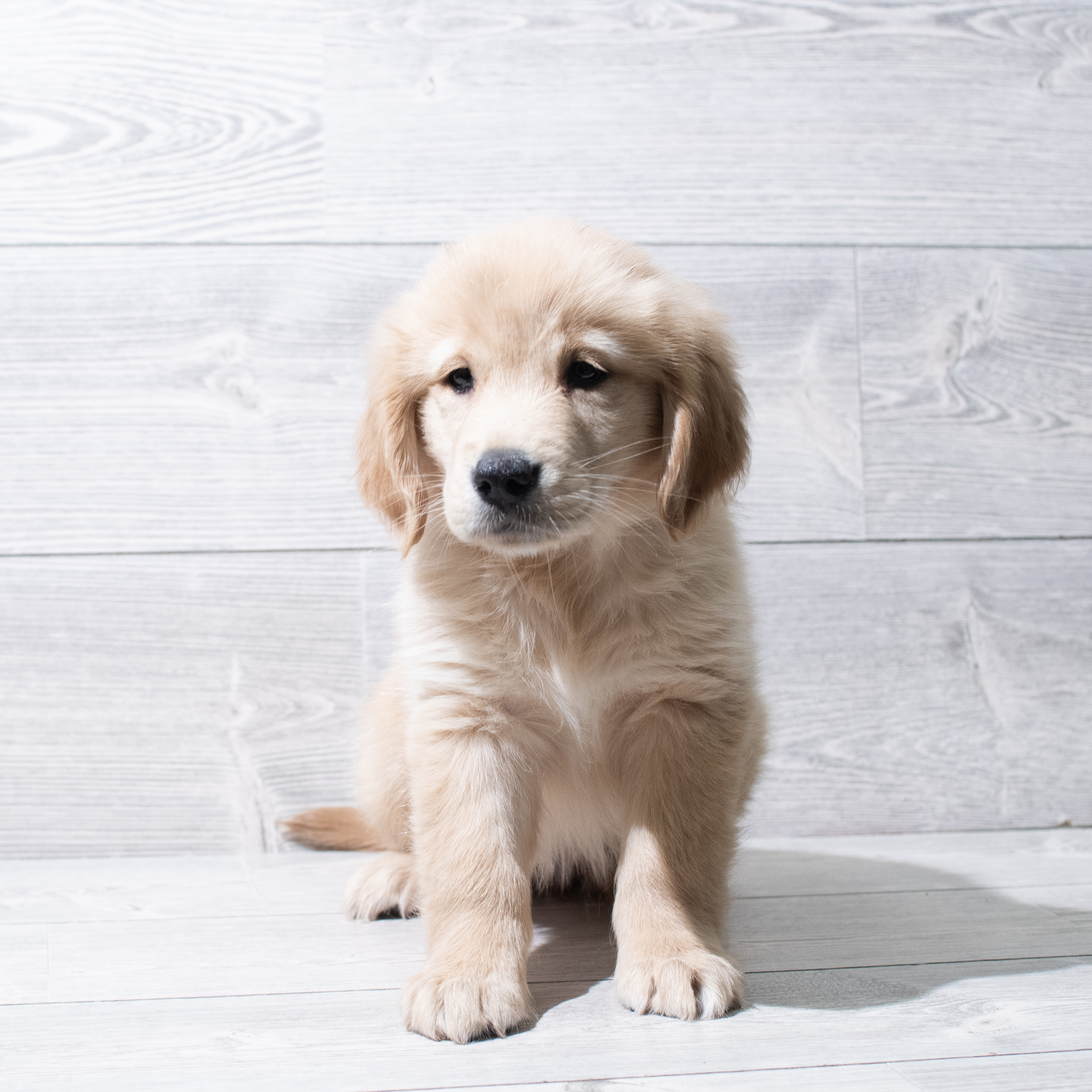 Golden Retriever (F) 5160 Image #1