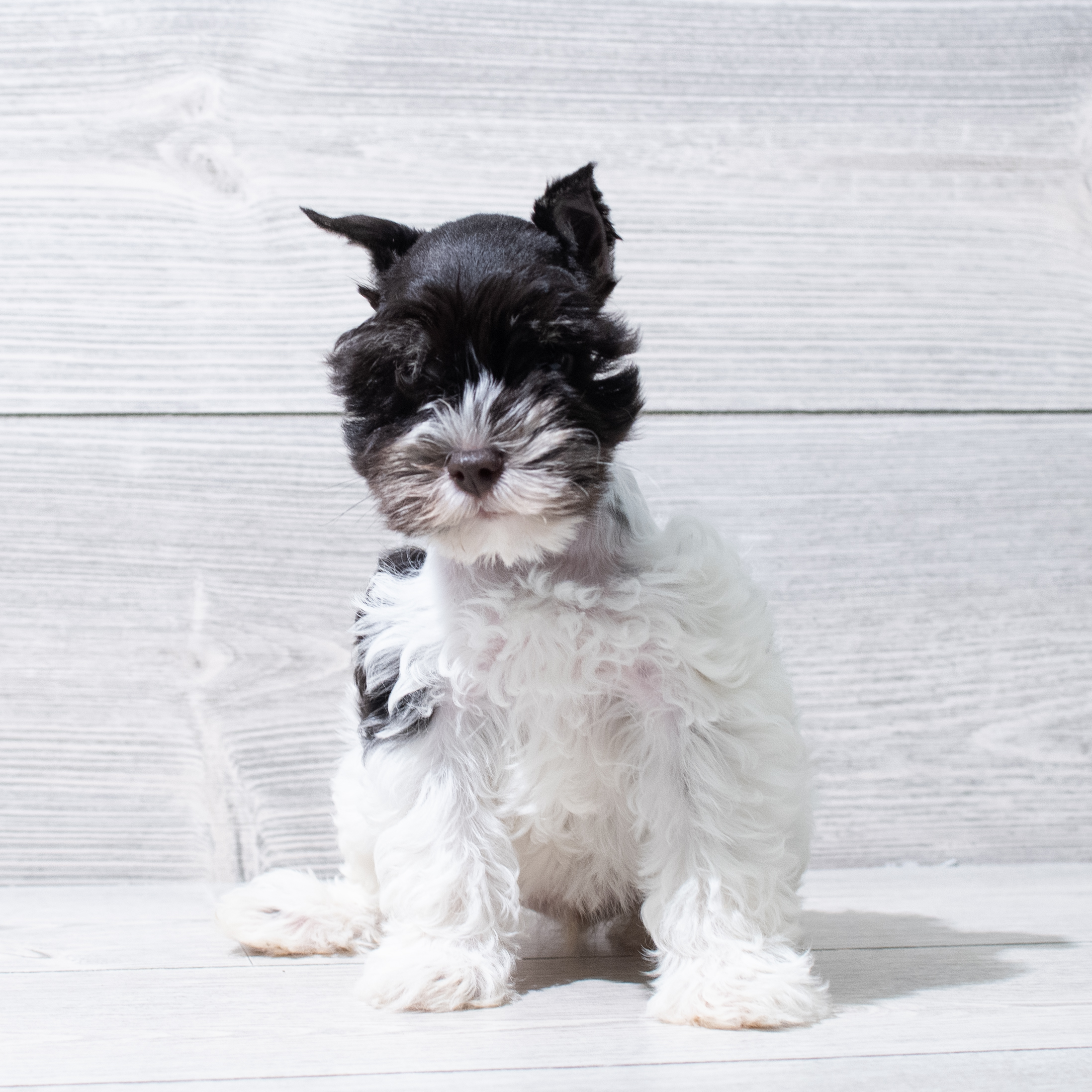 Miniature Schnauzer (F) 5177 Image #1