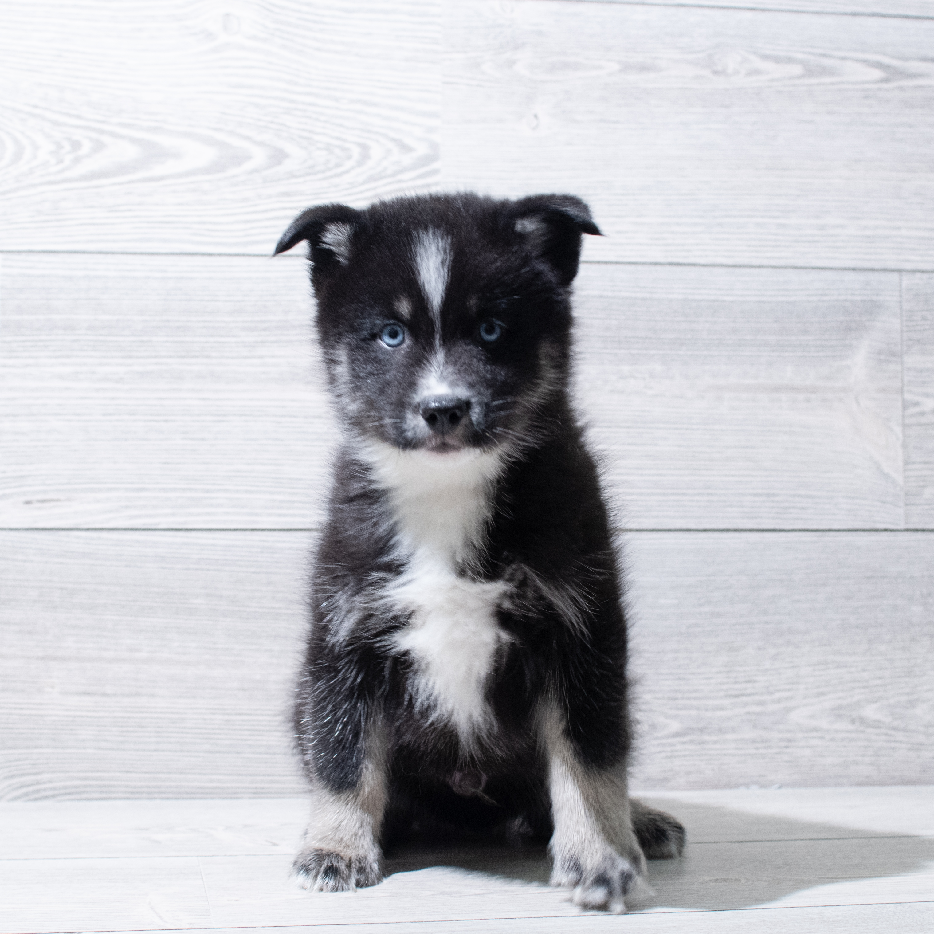 Pomsky (M) 5161 Image #1