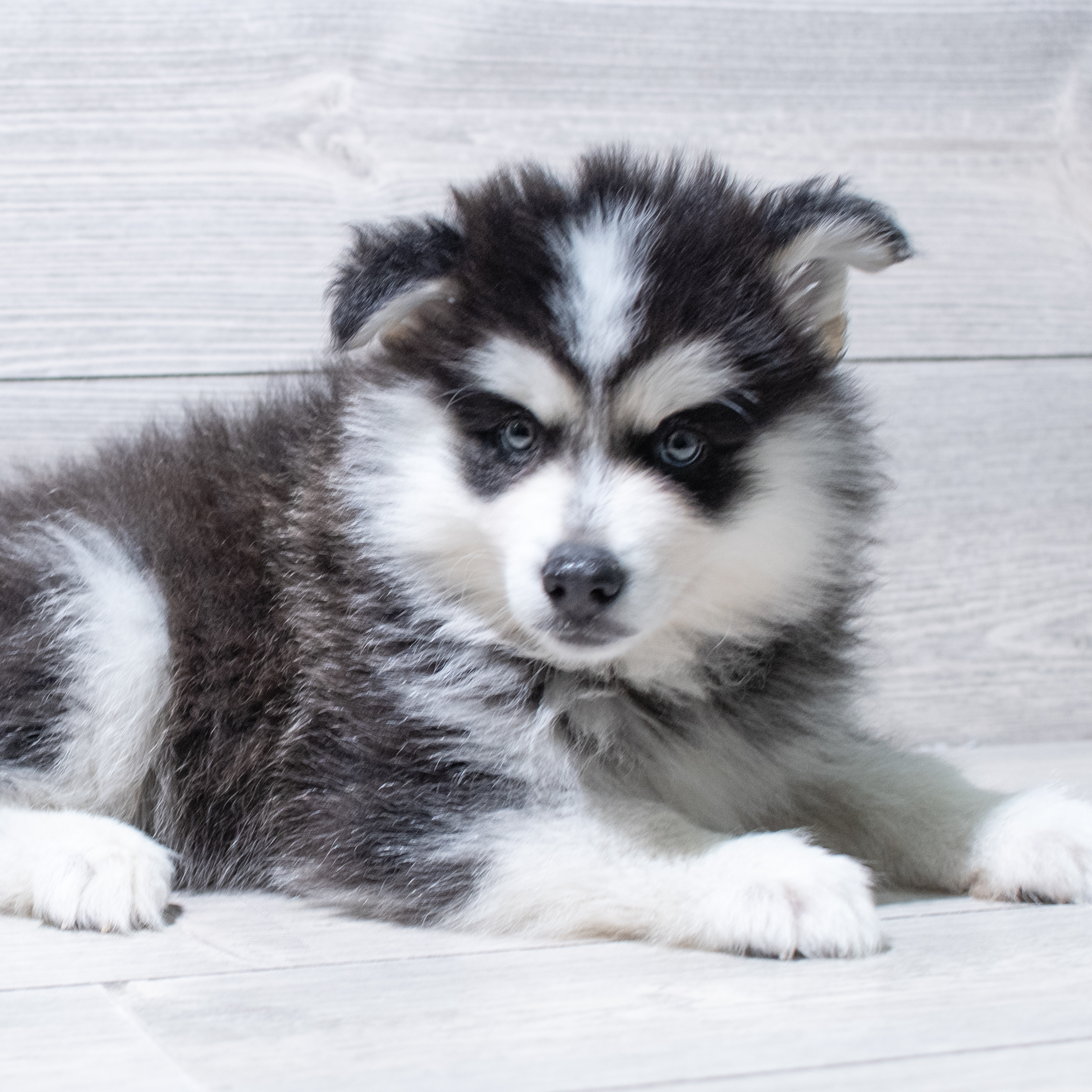 Pomsky (M) 5167 Image #1