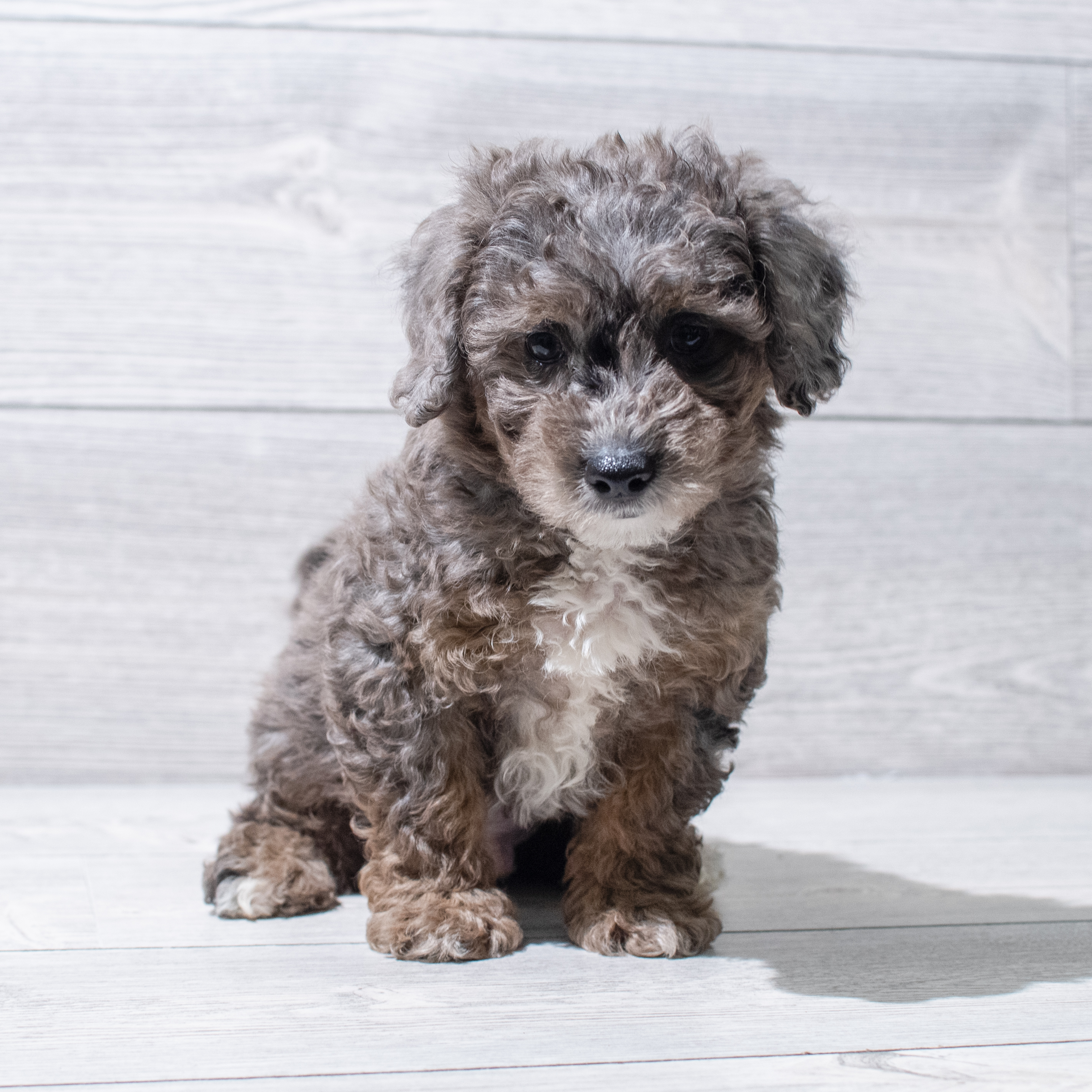 Poochon (M) 5165 Image #1