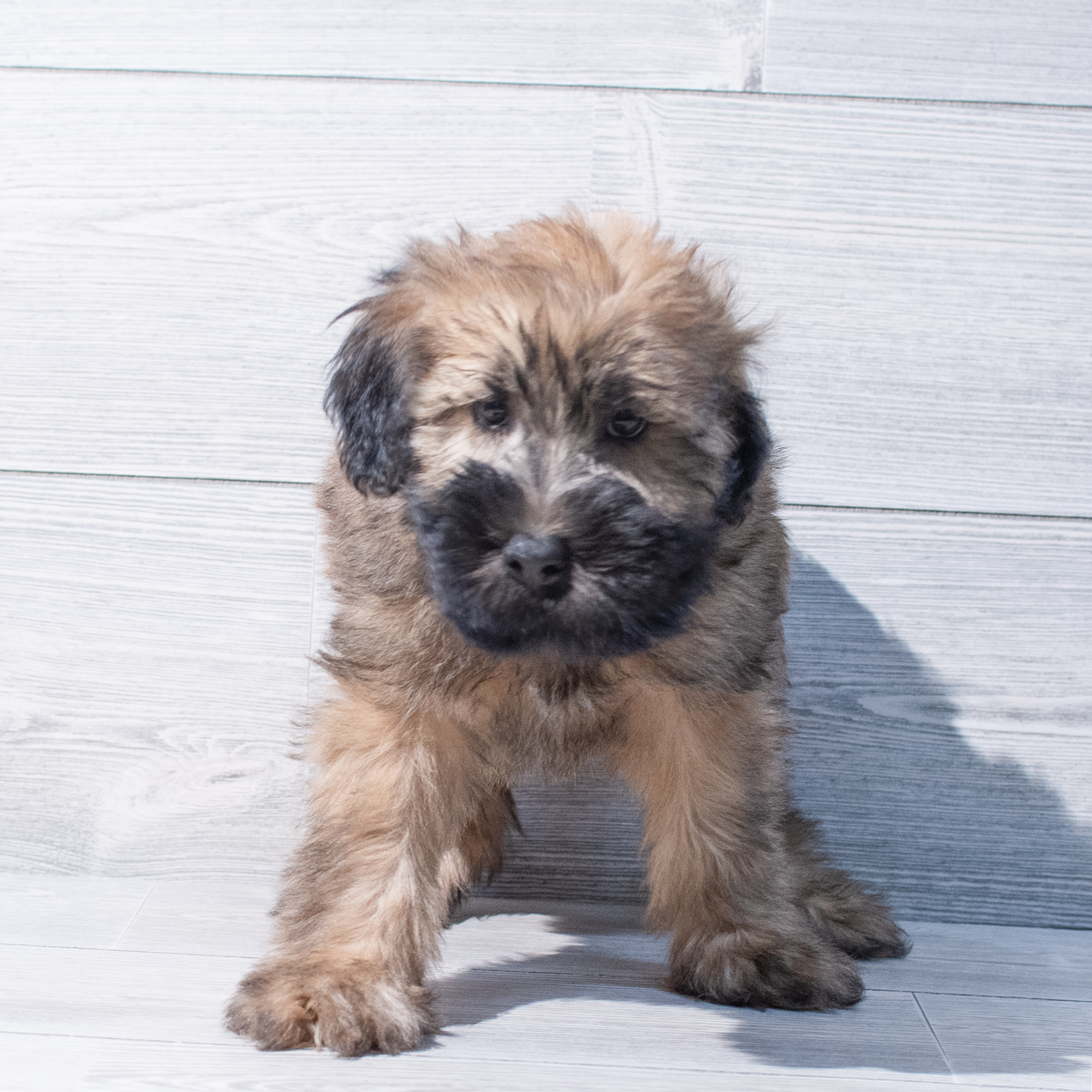 Soft Coated Wheaten Terrier (M) 1831 Image #1