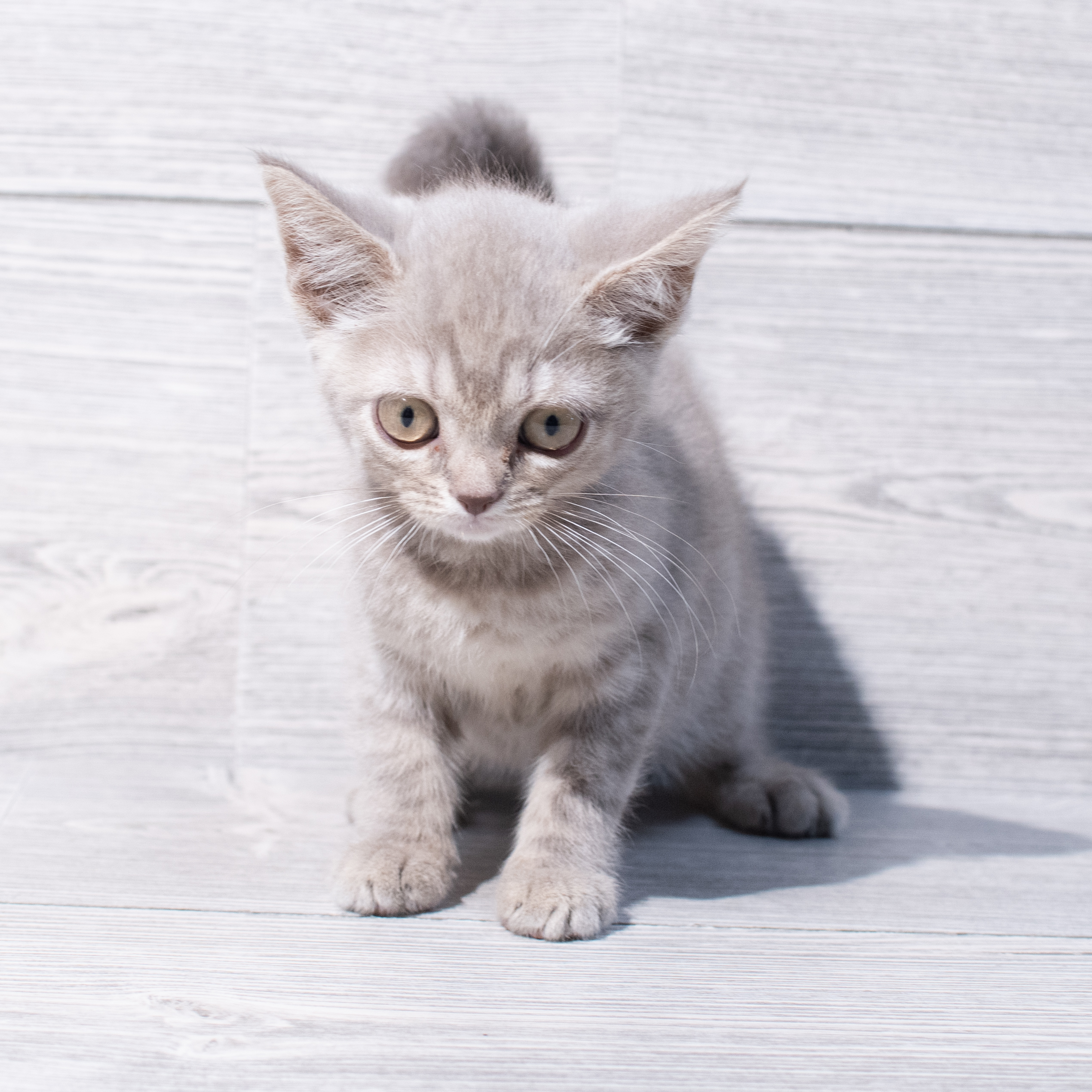 Exotic Shorthair (F) 1836 Image #1