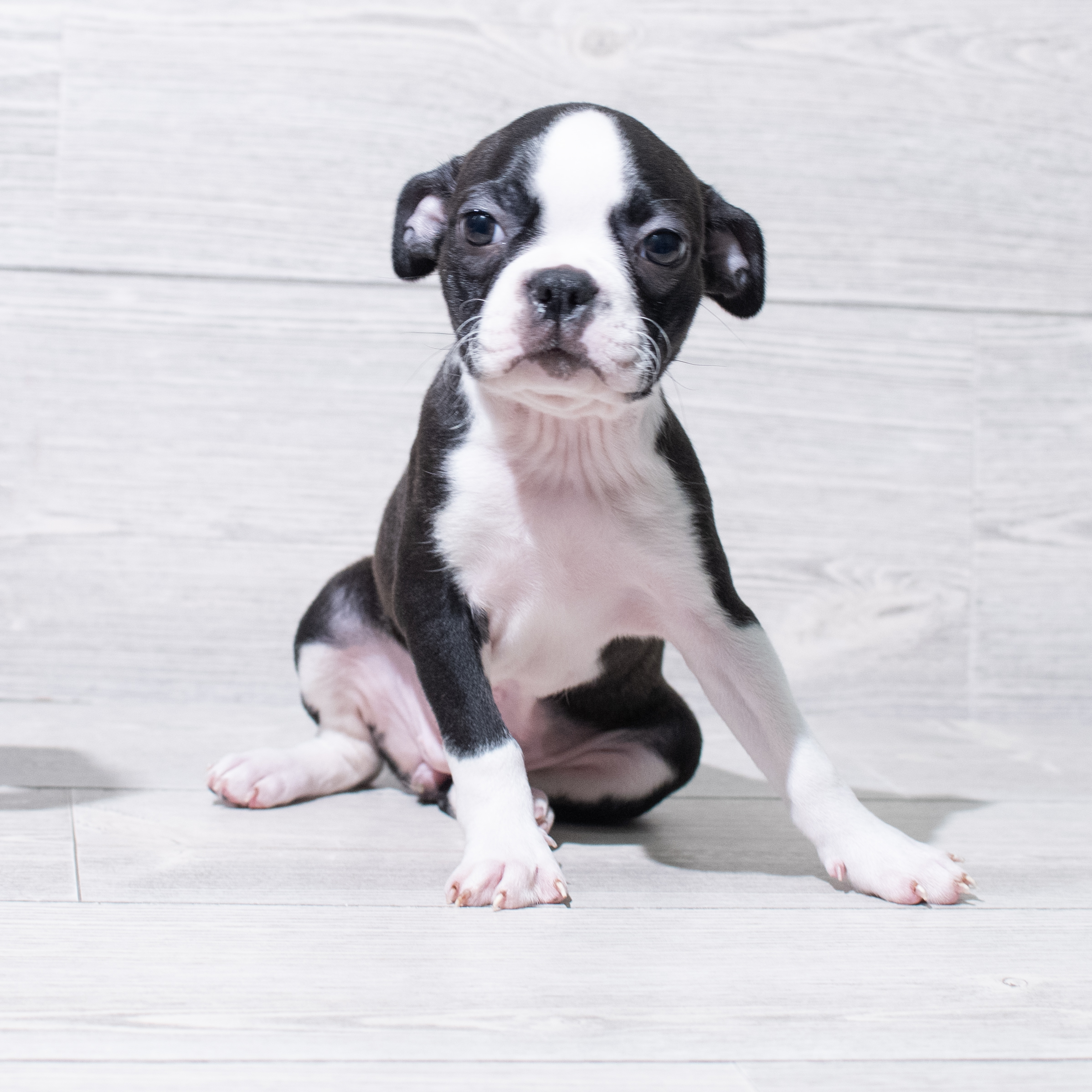 Boston Terrier (F) 5183 Image #1
