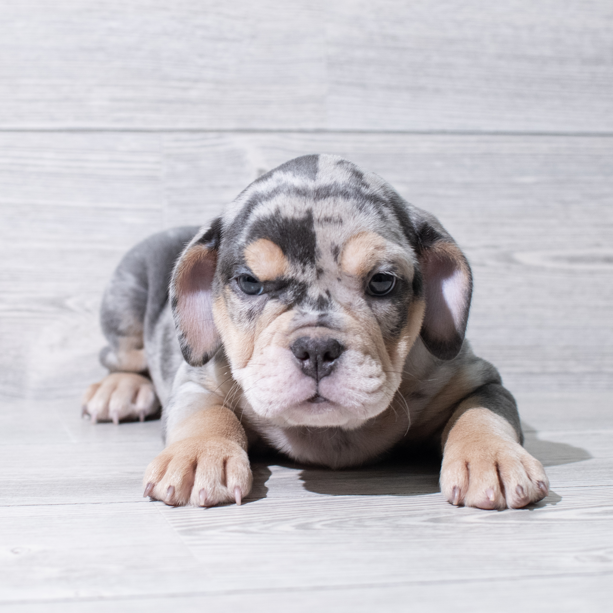 Bulldog Mini (F) 5179 Image #1