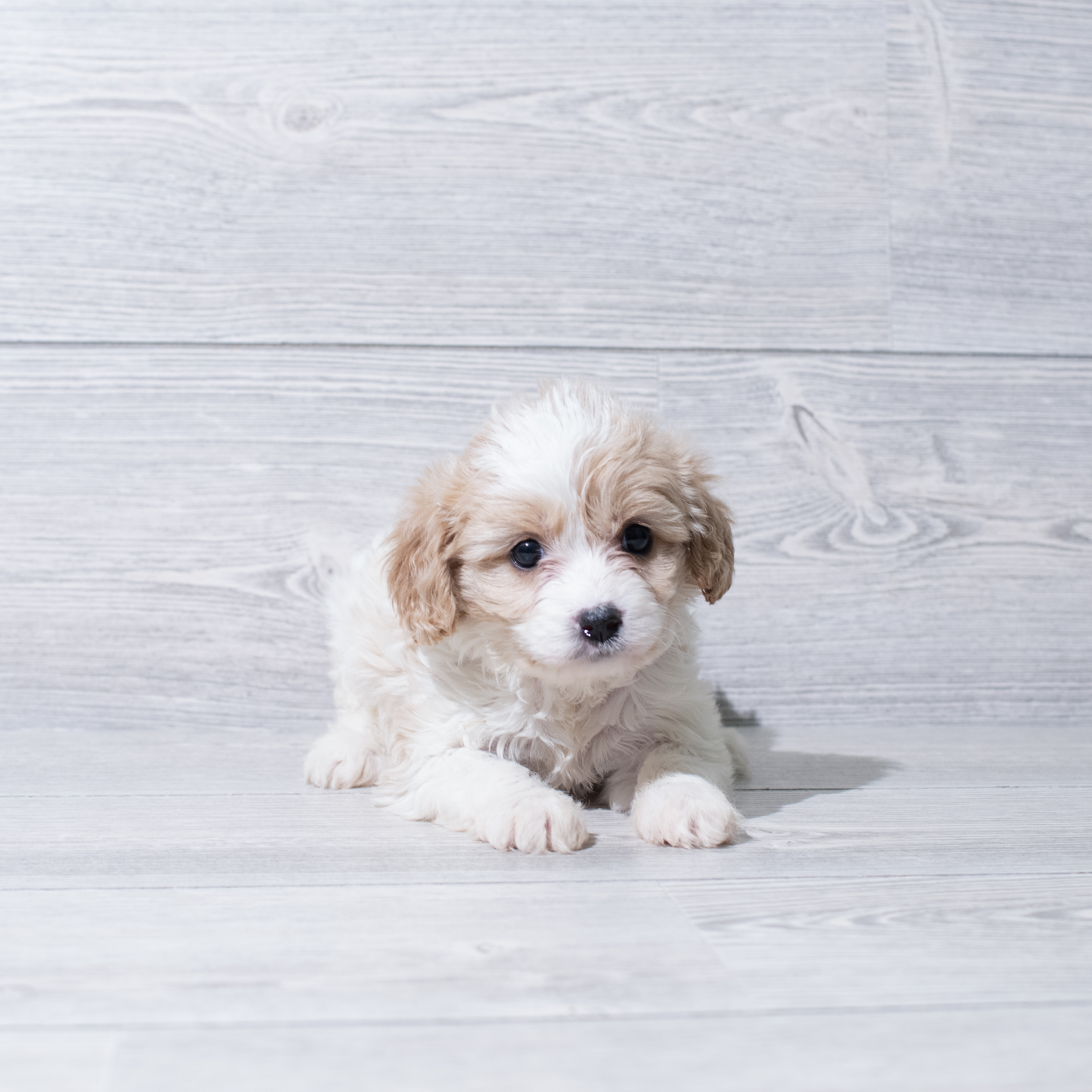 Cavachon (F) 5186 Image #1