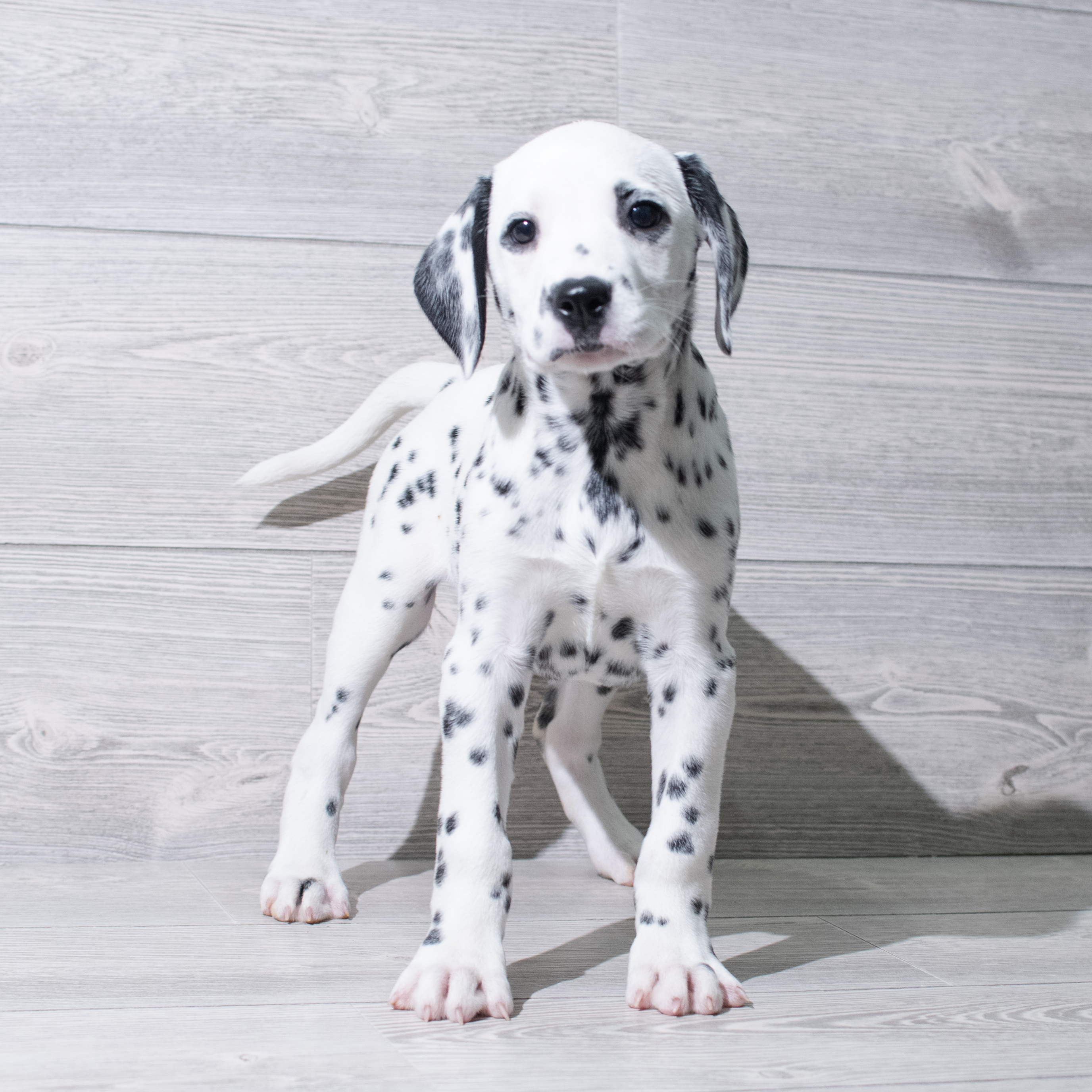 Dalmatian (F) 5189 Image #1