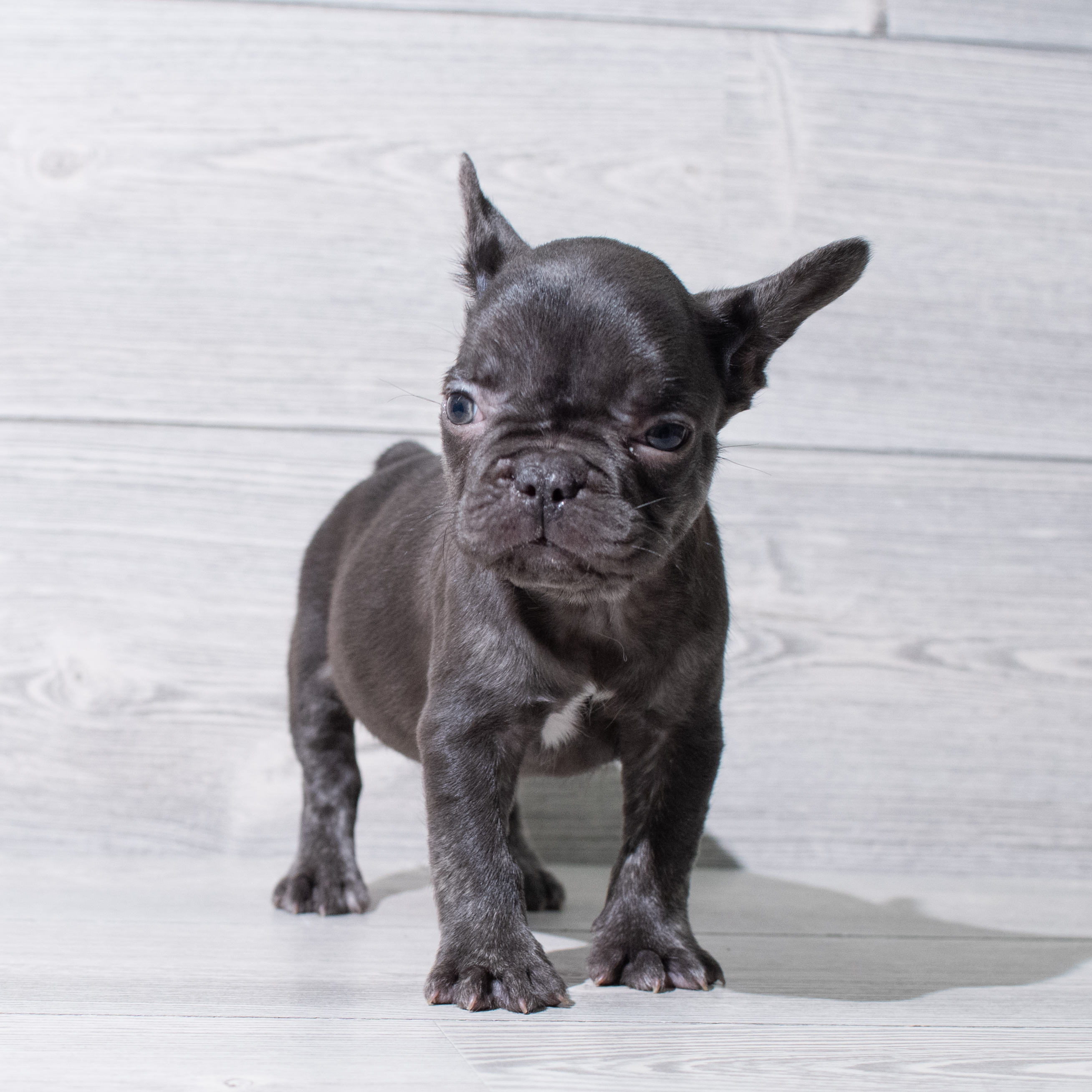 French Bulldog (M) 5185 Image #1