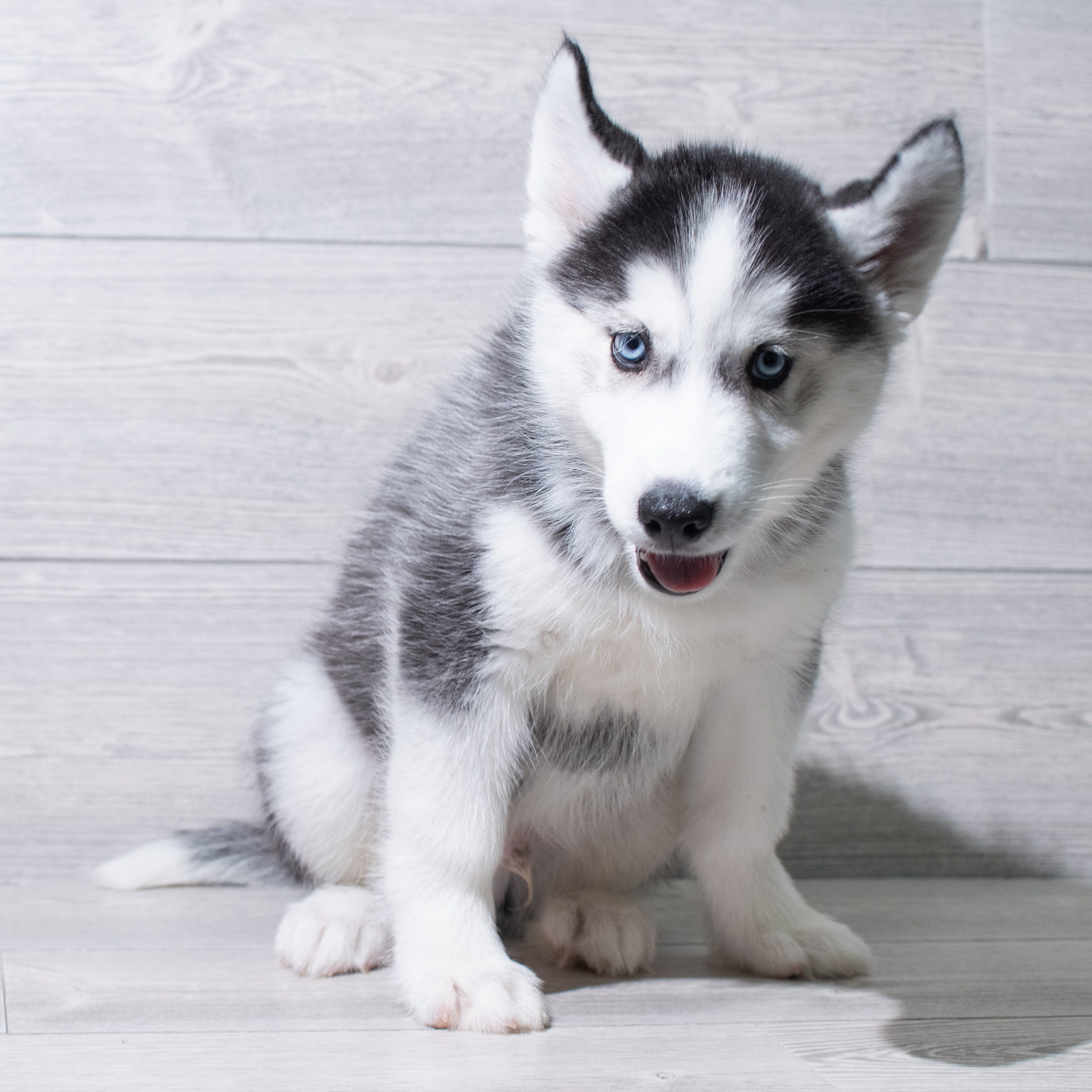 Siberian Husky (M) 5190 Image #1