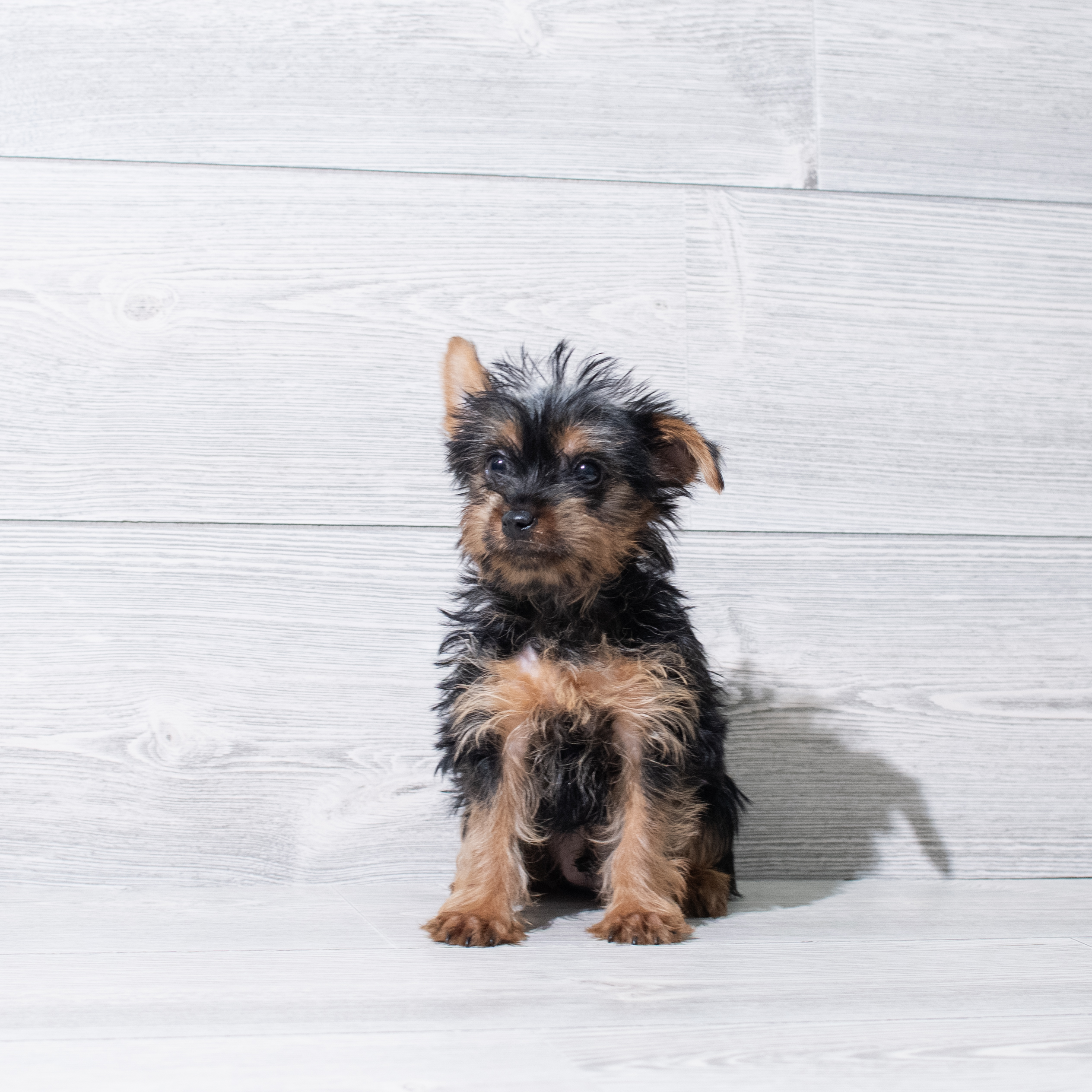 Yorkshire Terrier (M-N) 5191 Image #1